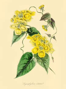 Stigmaphyllon Ciliatum