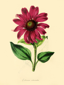 Echinacea Intermedia