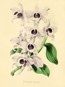 Dendrobium Anosmum