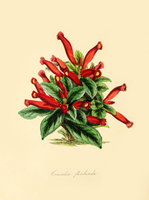 Conradia Floribunda