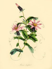 Mutisia Ilicifolia
