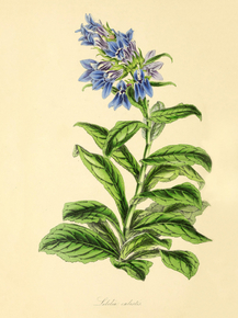 Lobelia Ccelestis