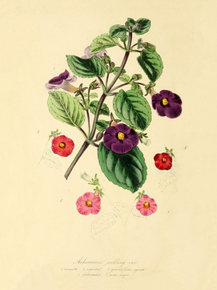 Achimenes Venusta