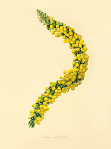 Acacia Rotundifolia