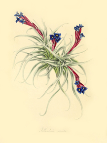 Tillandsia Stricta
