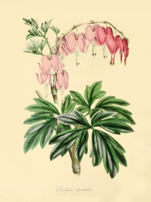 Dielytra Spectabilis