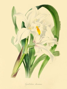 Cymbidium Eburneum