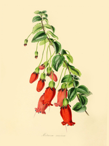 Mitraria Coccinea