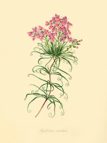Stylidium Scandens