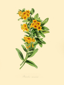 Batschia Canescens