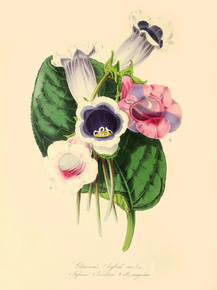 Gloxinia (Hybrid Varieties)