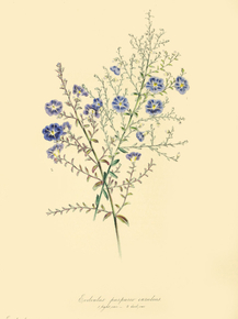 Evolvuliis Purpureo-Caeruleus