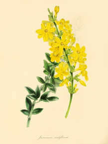Jasminum Nudiflorum