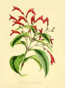 Sericographis Ghiesbreghtiana