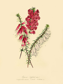 Epacris (1. Campanulata Maxima. 2. Bicolor. 3. Delicata.)