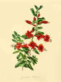 Zauschneria Californica