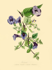 Torenia