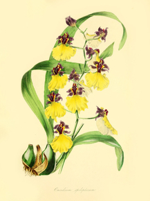 Oncidium Spilopterum