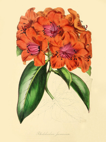 Rhododendron Javanicum