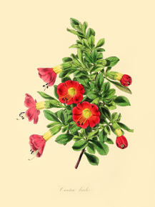 Cantua Bicolor