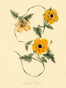 Thunbergia Aurantiaca Doddsii