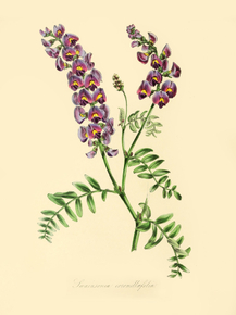 Swainsonia Coronillaefolia