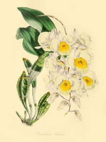 Dendrobium Farmerii