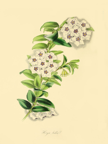 Hoya Bella