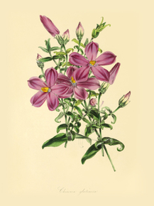 Chironia Glutinosa