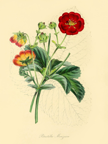 Potentilla Menziesii