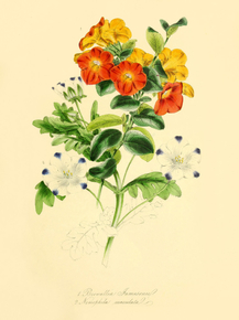 Browallia Jamesonii, Nemophila Maculata