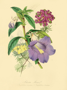 Chirita Moonil