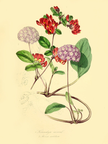 Kennedya Eximia, Abronia Umbellata