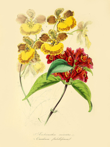 Oncidium Elabelliferum