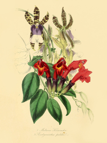 Aeschynanthus Pulcher