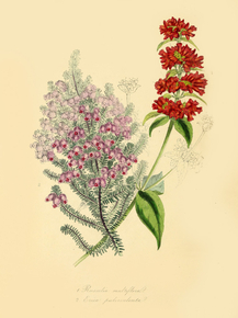 Russelia Multiflora