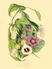 Primula Altaica Primula Altaica