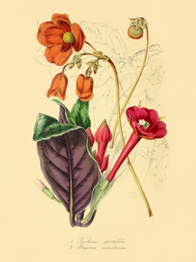 Begonia Cinnalarina