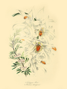 Boronia Tetrandra