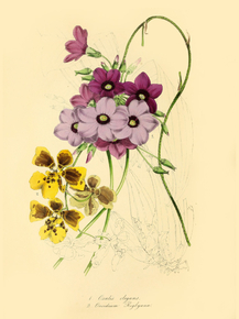 Oncidium Rigbyanum