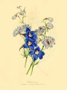 Delphinium Magnificum