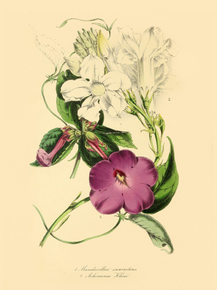 Achimenes Kleei