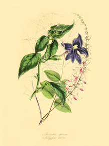 Browallia Speciosa