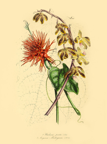 Wailesia Picta Wailesia Picta