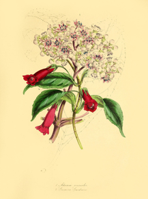 Adamia Versicolor