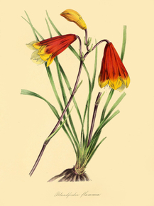 Blandfordia Flammea