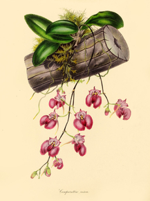 Comparettia Rosea