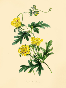Scyphanthus Elegans