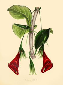 Columnea Splendens