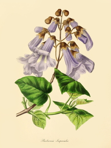 Paulownia Imperialis
